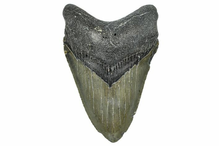 Fossil Megalodon Tooth - North Carolina #368452